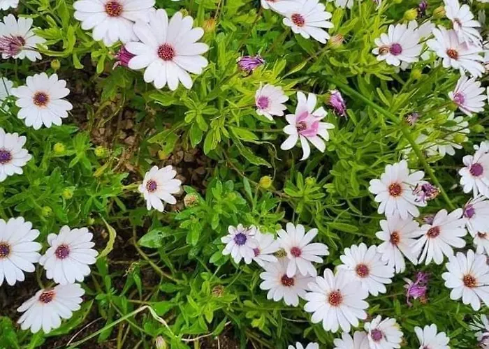 Апартаменты By The Sea Nin, Zadar - 24288