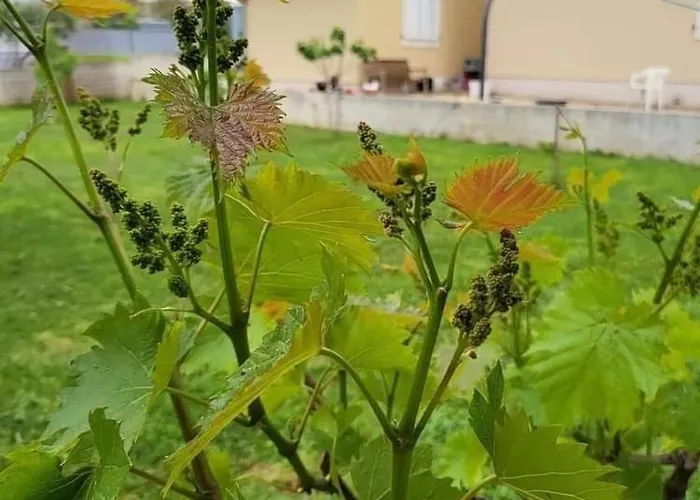 By The Sea Nin, Zadar - 24288 Апартаменты Нин