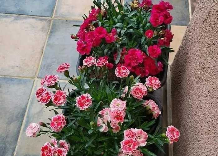 By The Sea Nin, Zadar - 24288